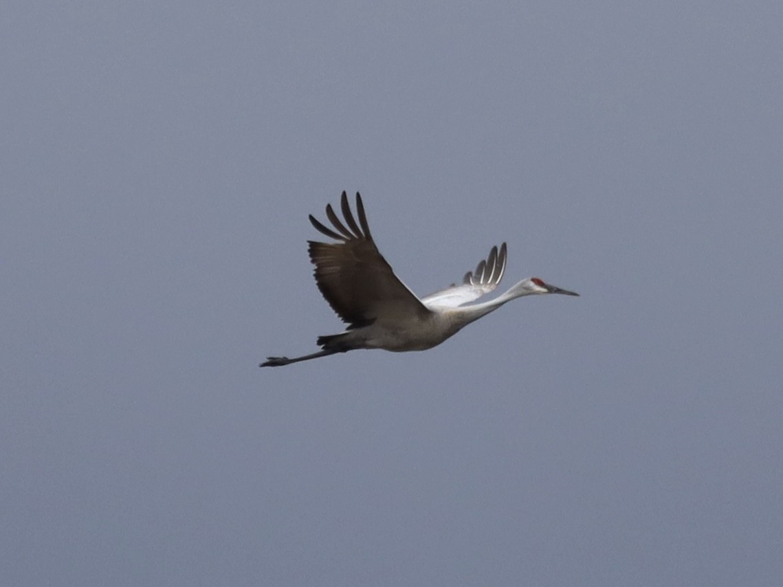 Sandhill Crane - ML618111030