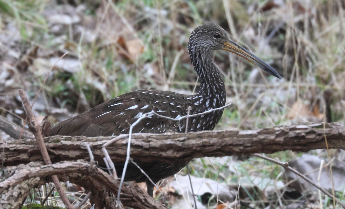 Limpkin - ML618111043