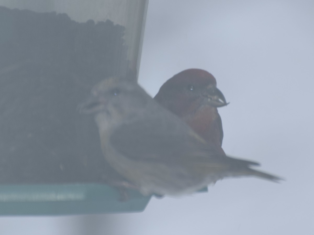 Red Crossbill - ML618111055