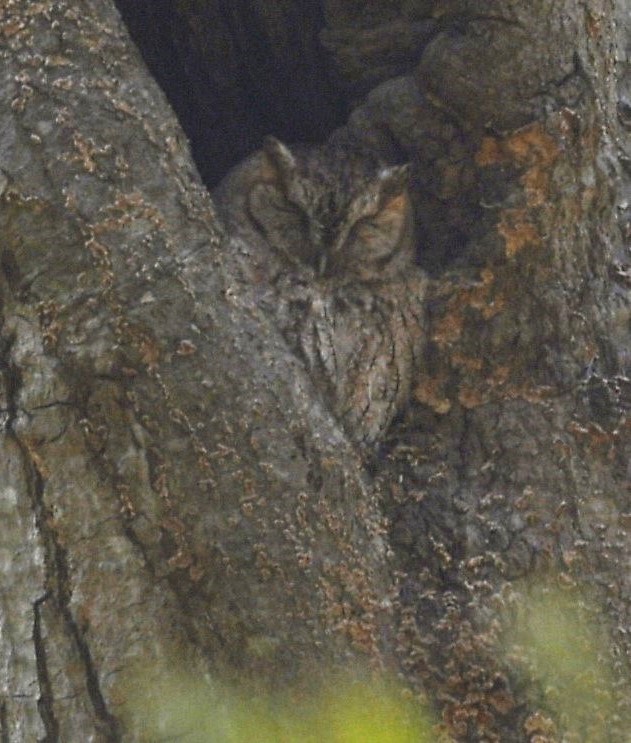 Eastern Screech-Owl - David Gillen