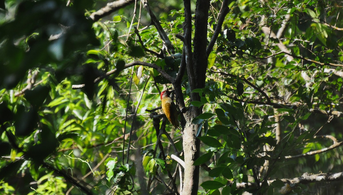 Golden-olive Woodpecker - Michael Rehman