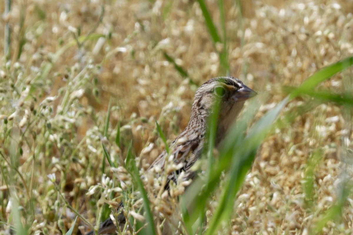 Grasshopper Sparrow - ML618111077