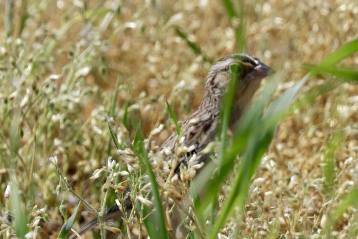 Grasshopper Sparrow - ML618111078