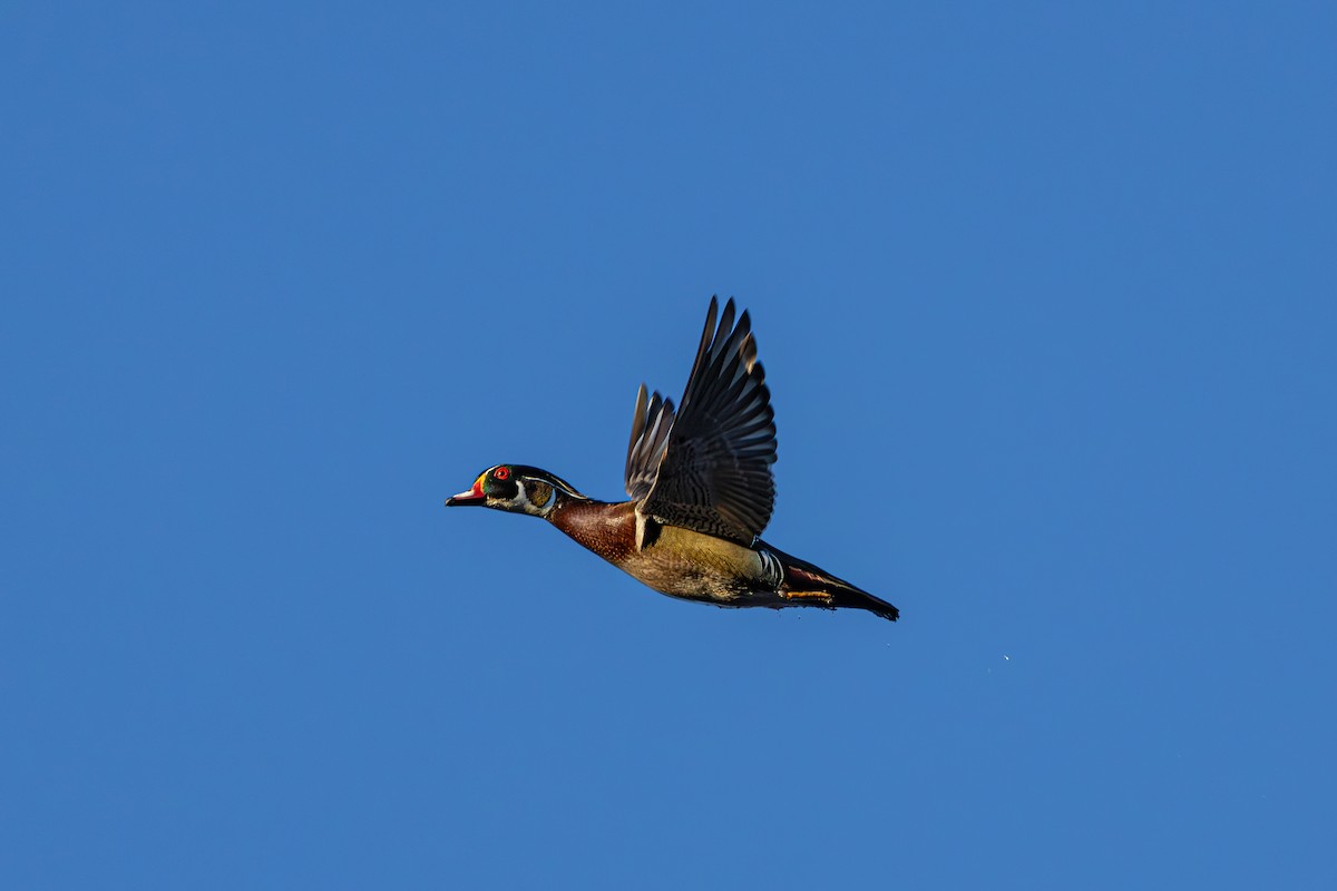 Wood Duck - ML618111086