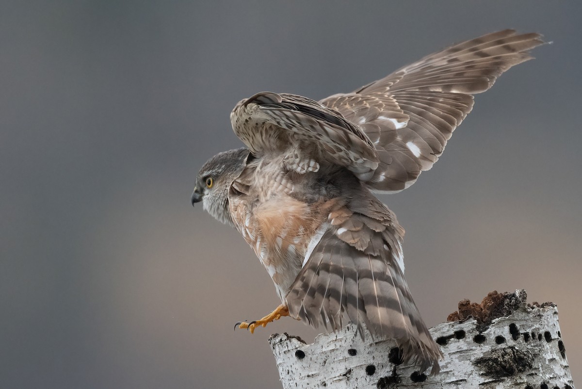 Sharp-shinned Hawk - Annie Lavoie