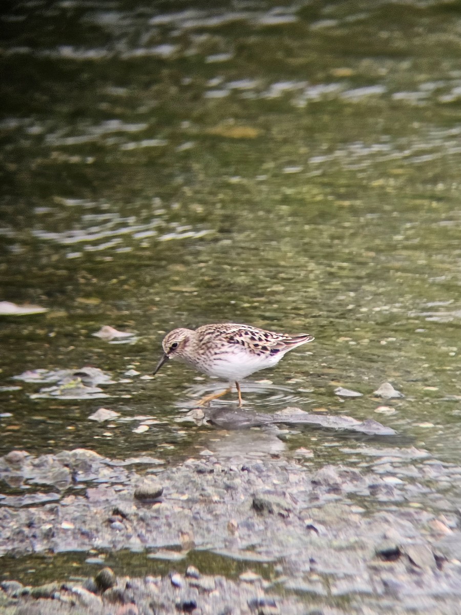 Least Sandpiper - ML618111132