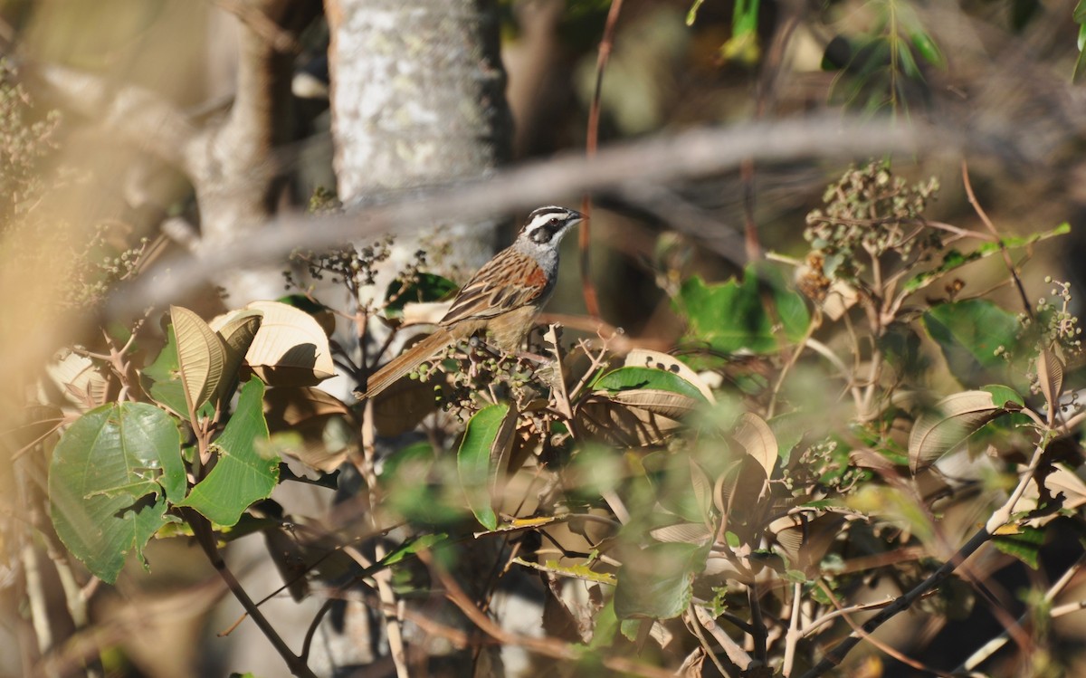 Stripe-headed Sparrow - Michael Rehman