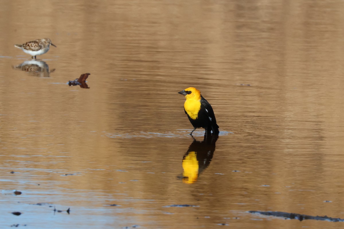 Yellow-headed Blackbird - Julia Nadeau Gneckow