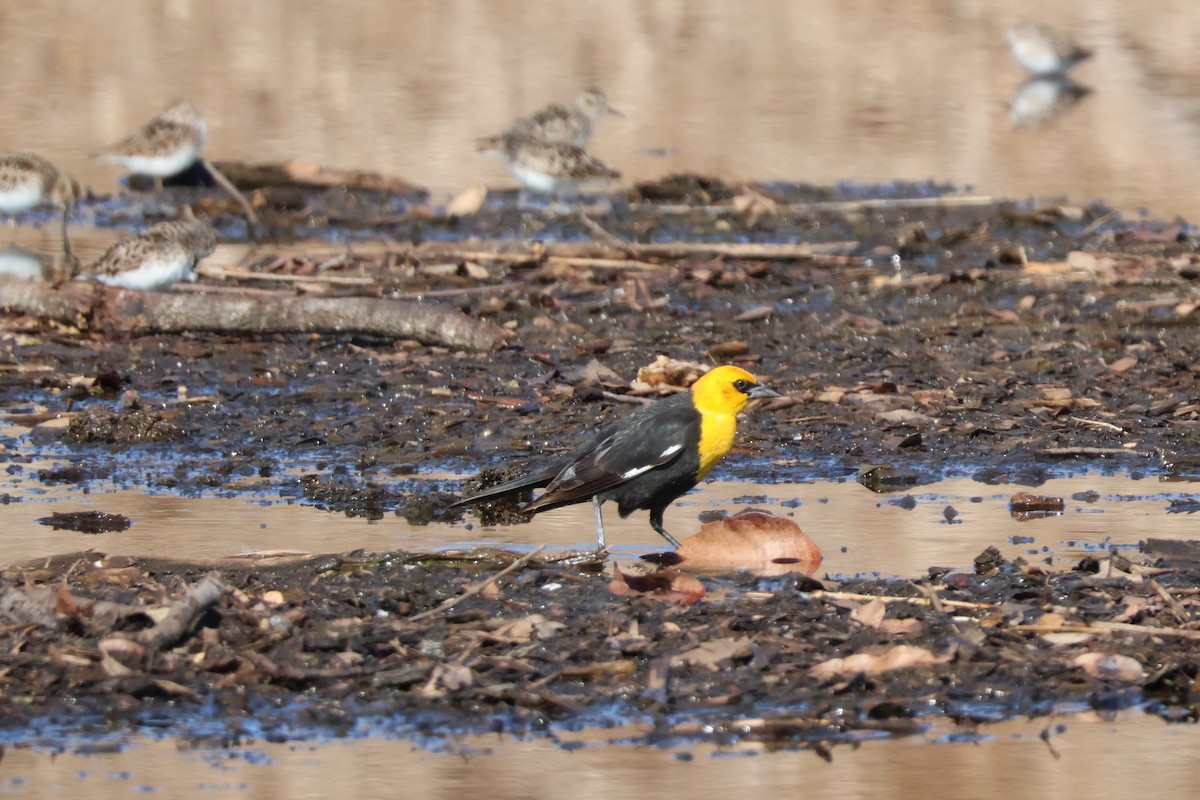 Yellow-headed Blackbird - Julia Nadeau Gneckow