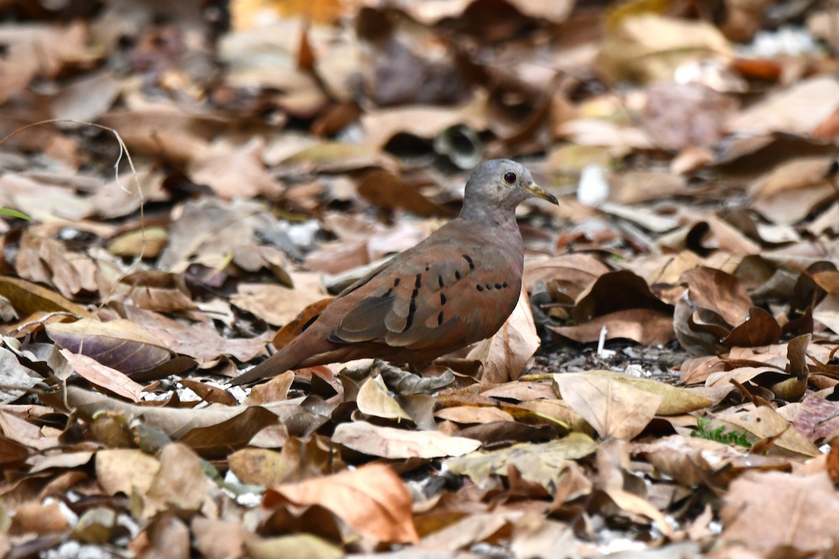 Ruddy Ground Dove - ML618111269