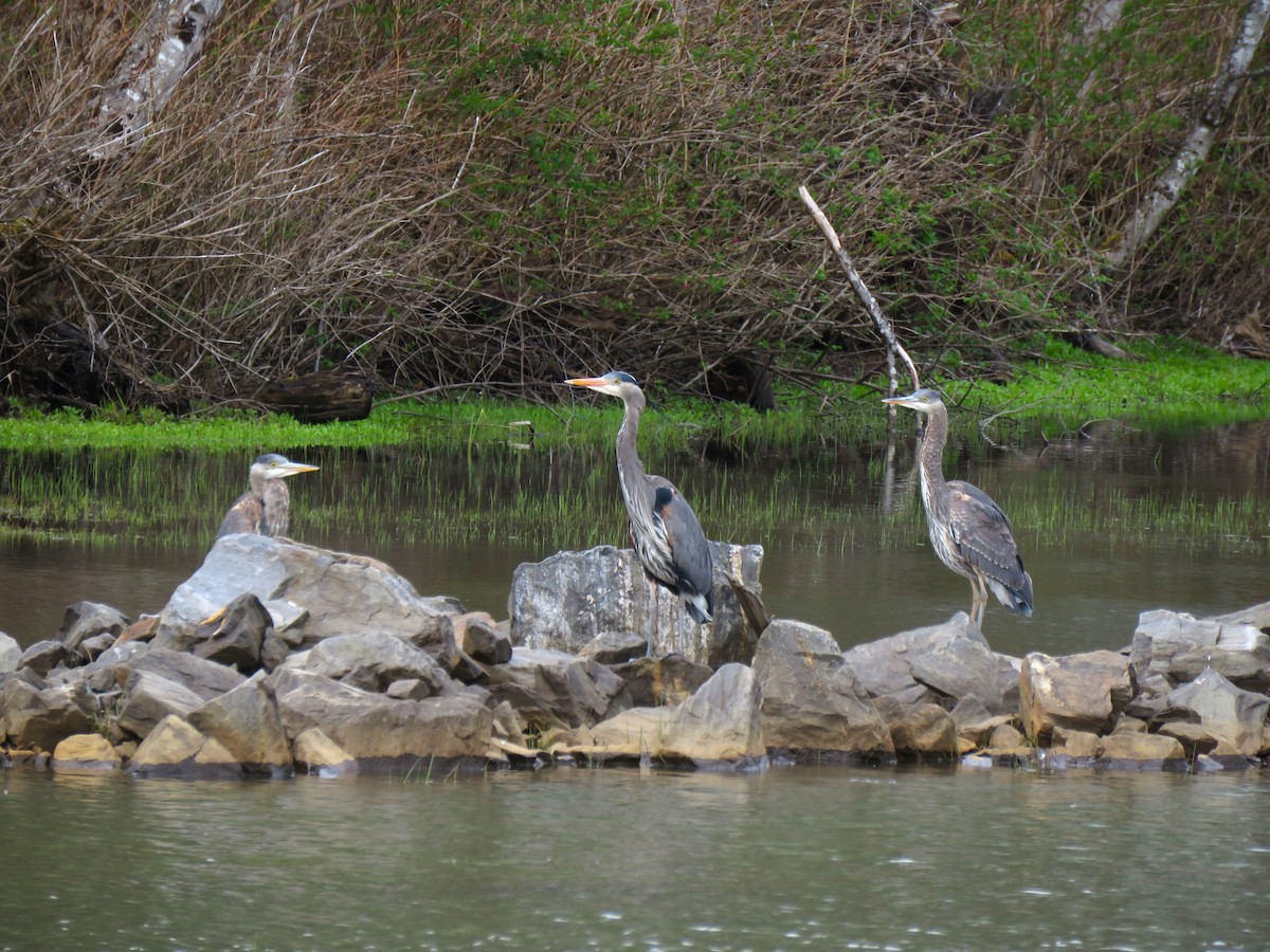 Great Blue Heron - Teresa Weismiller