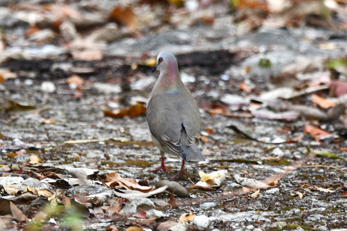 Caribbean Dove - ML618111307