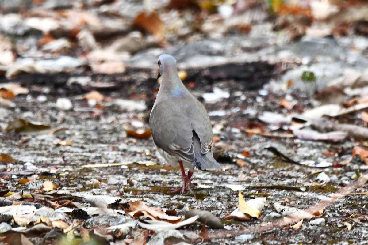 Caribbean Dove - ML618111308