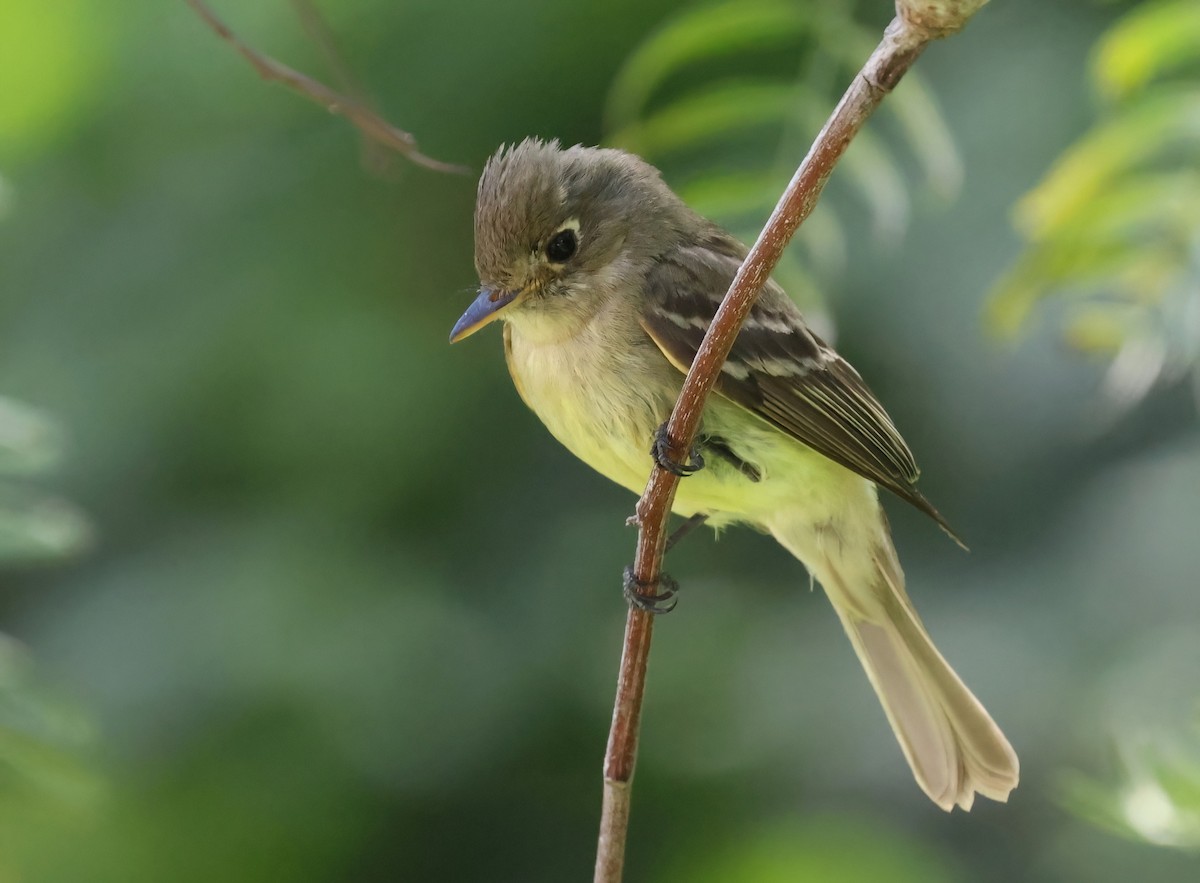 Western Flycatcher - Matthew Grube