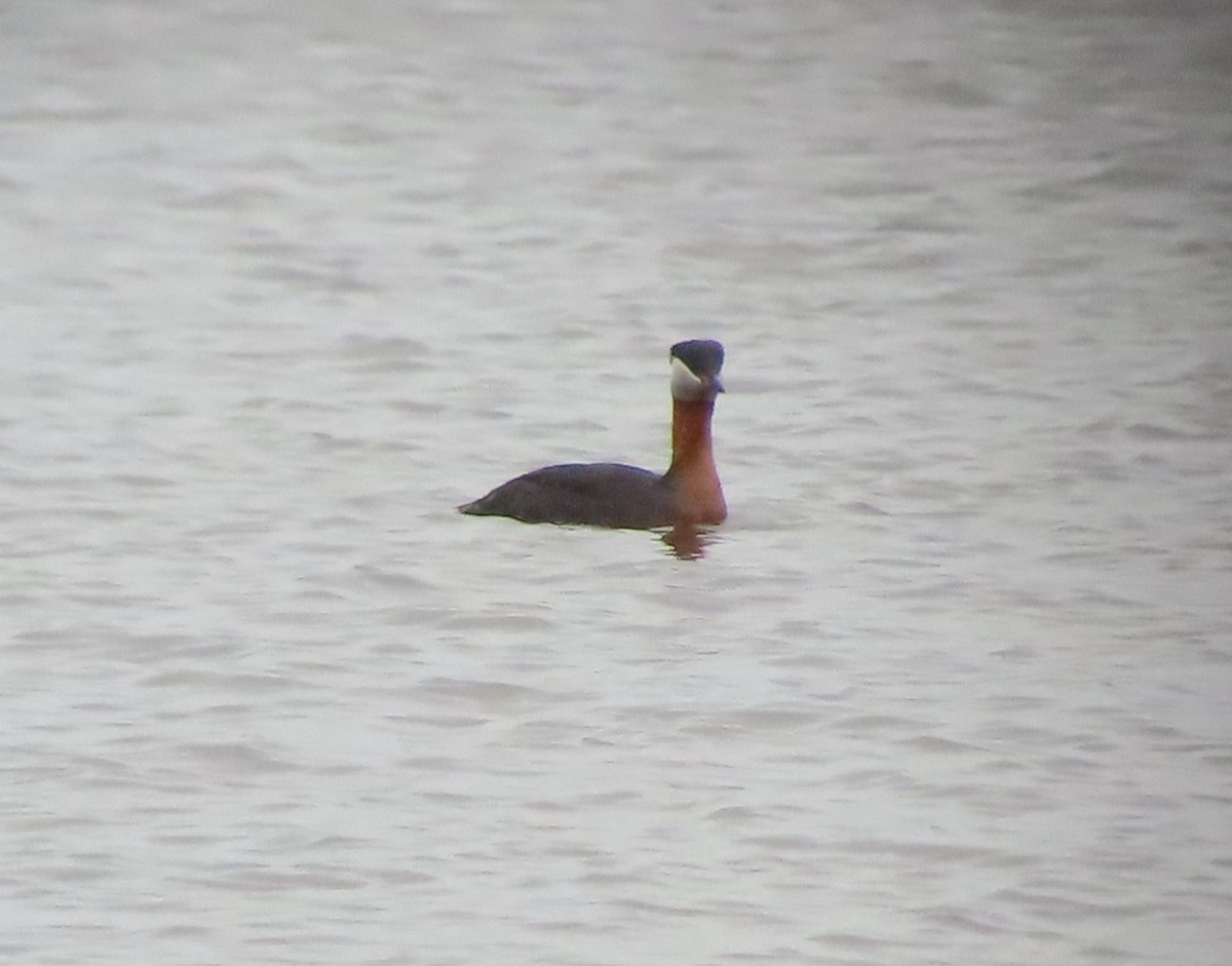 Red-necked Grebe - Sylvie Gagnon