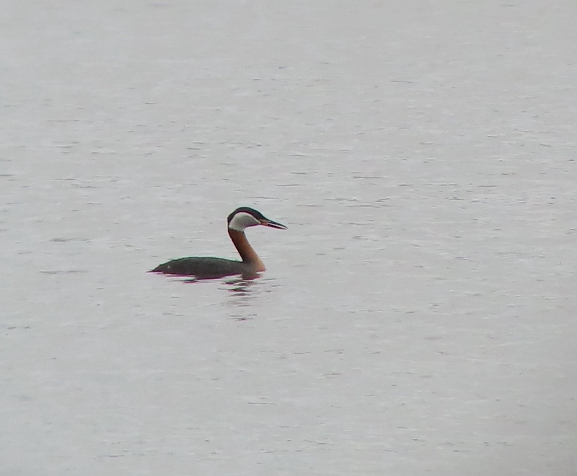 Red-necked Grebe - Sylvie Gagnon