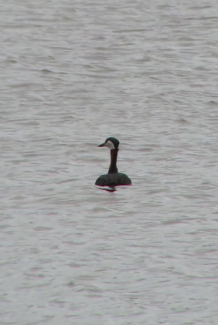 Red-necked Grebe - Sylvie Gagnon