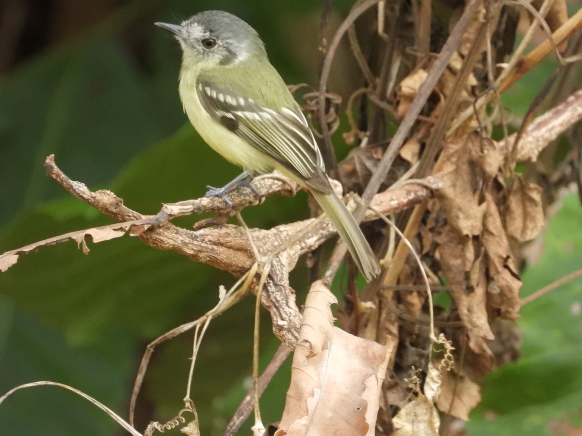 Slaty-capped Flycatcher - Manuel Pérez R.