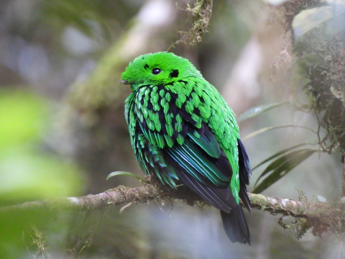 Whitehead's Broadbill - Gwen Taylor