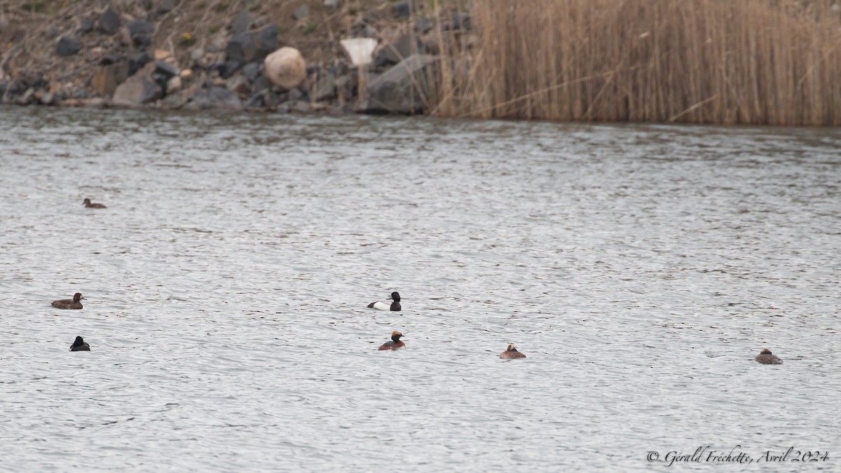 Horned Grebe - Gérald Fréchette