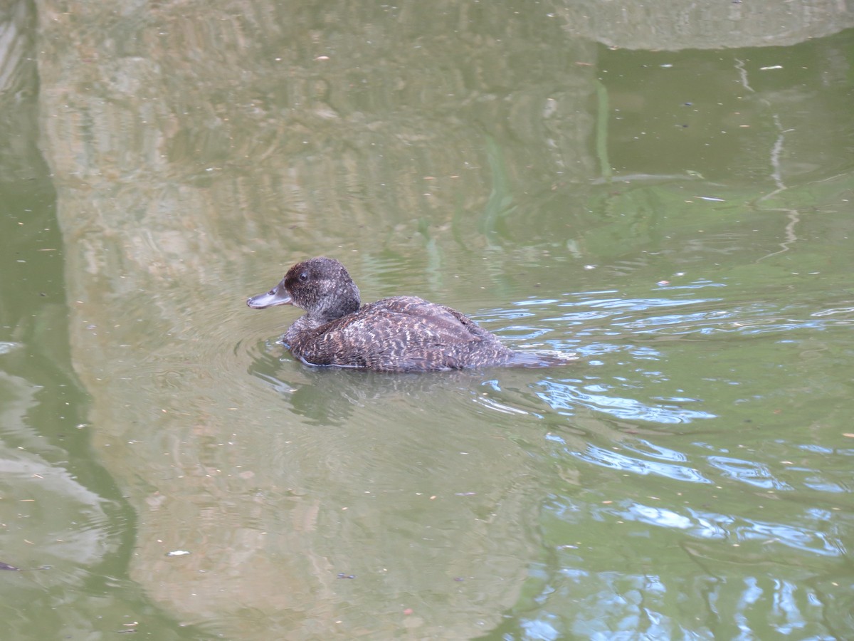 Blue-billed Duck - Kurt Gaskill