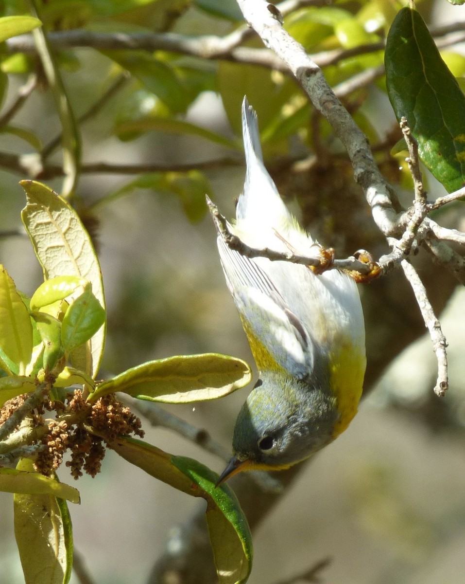 Northern Parula - Jim Mott