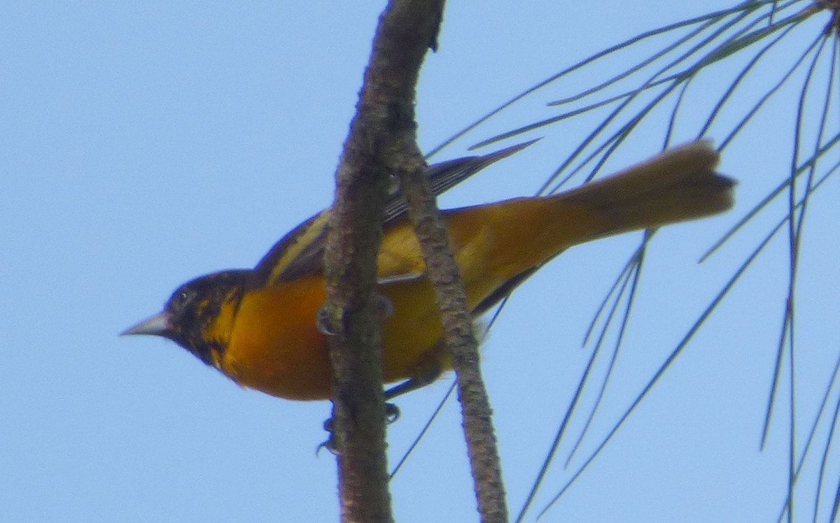 Baltimore Oriole - Jim Mott