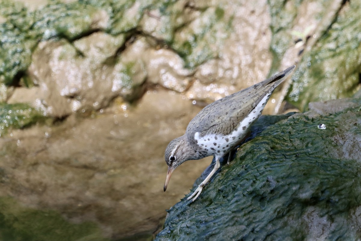 Spotted Sandpiper - Jo VerMulm