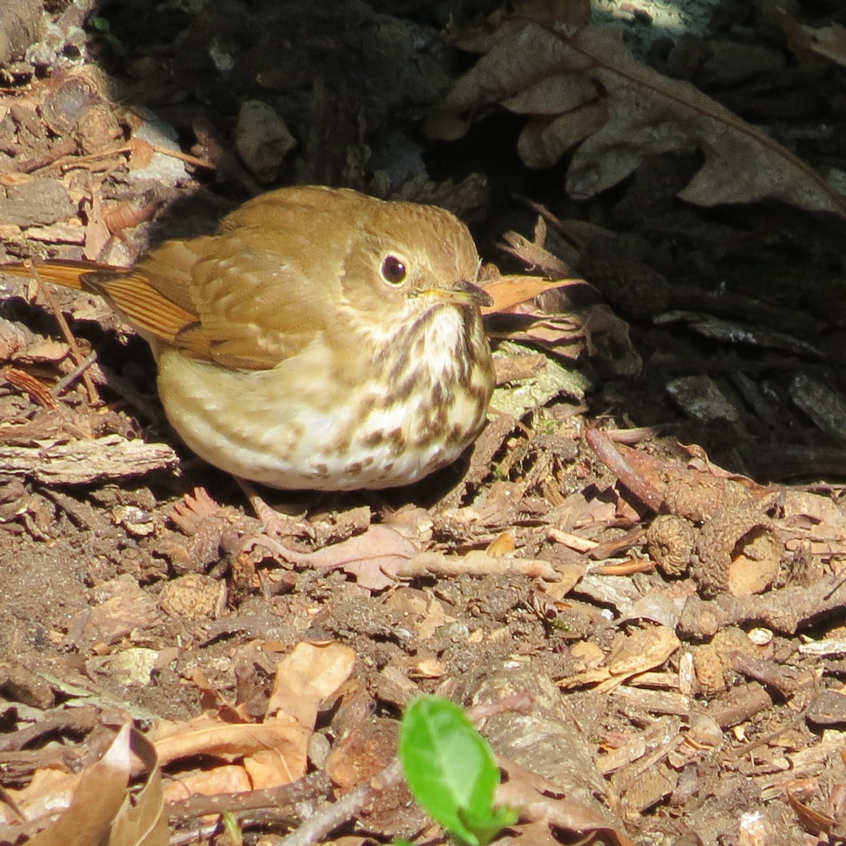 Hermit Thrush - Kathryn Dia