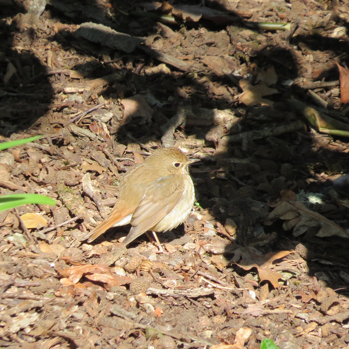 Hermit Thrush - Kathryn Dia