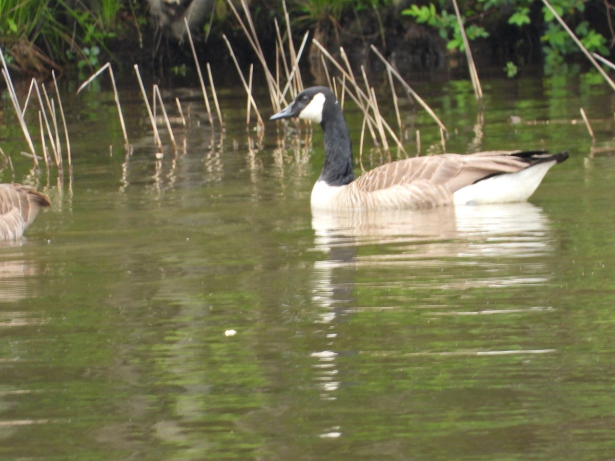 Canada Goose - David Gravermoen