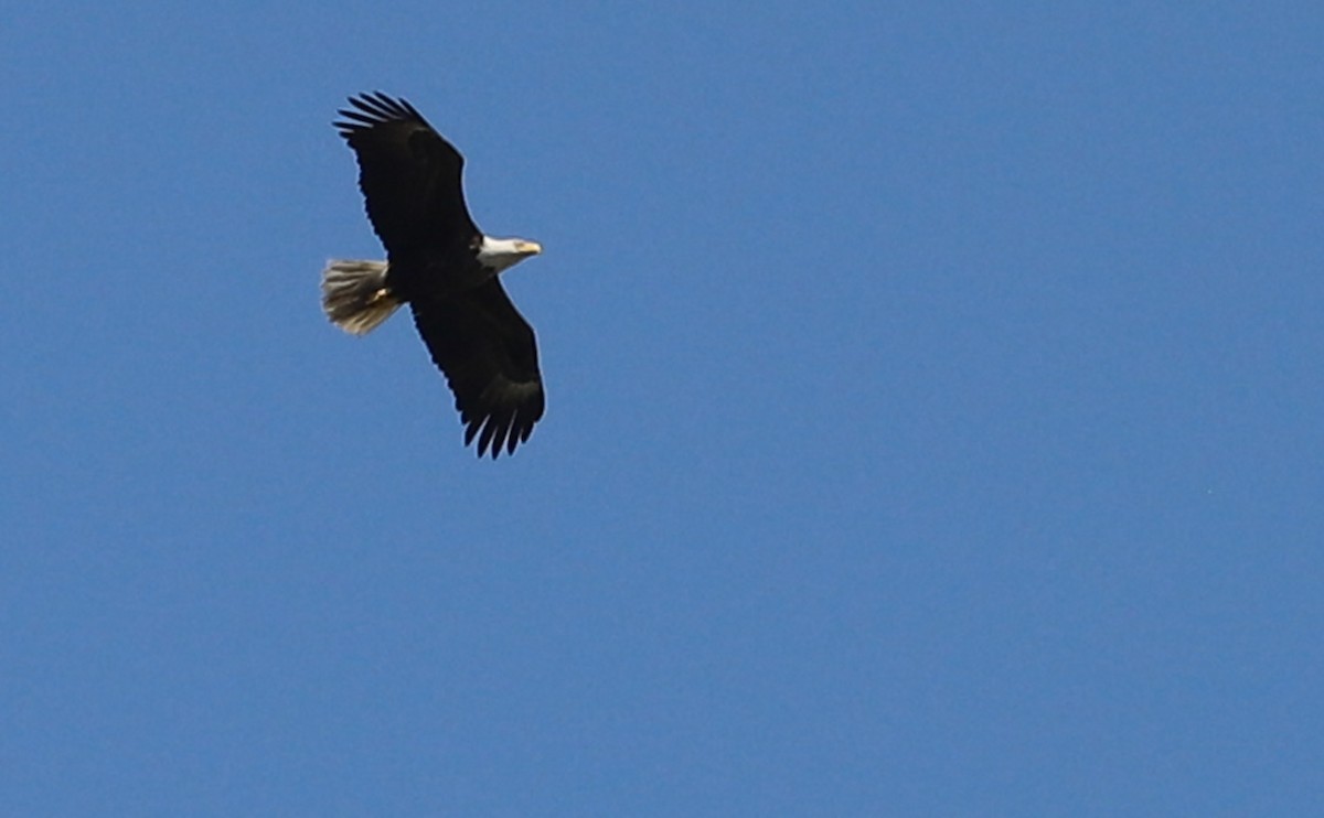 Bald Eagle - ML618111554