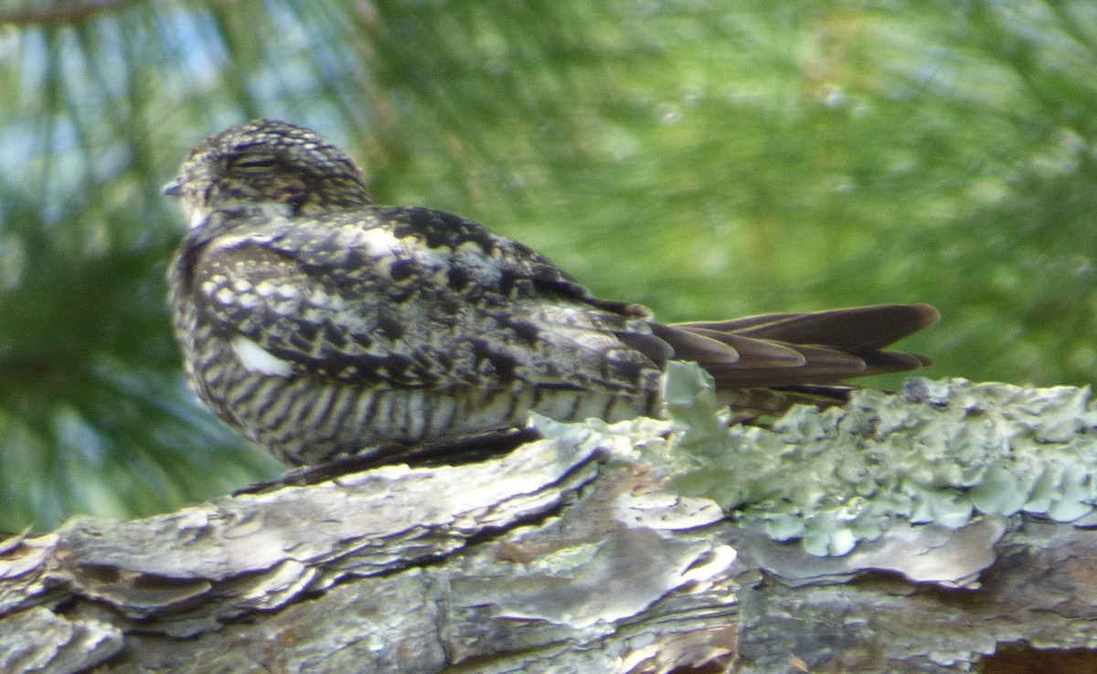 Common Nighthawk - Jim Mott