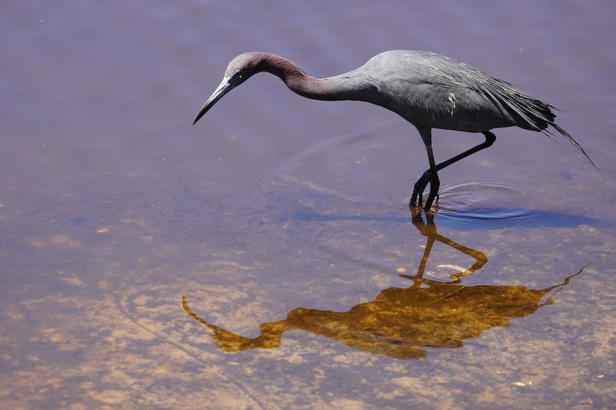 Little Blue Heron - ML618111562