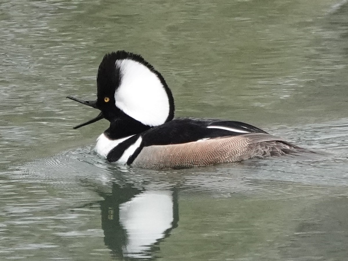 Hooded Merganser - Mike Blancher