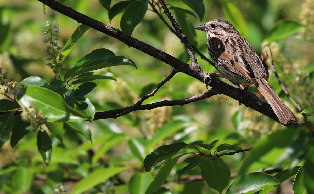 Song Sparrow (melodia/atlantica) - ML618111585