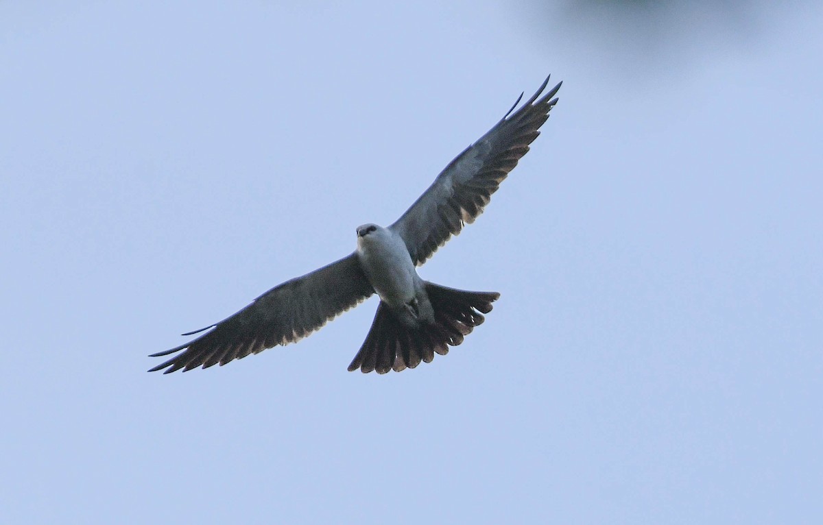 Mississippi Kite - Lorri Lilja