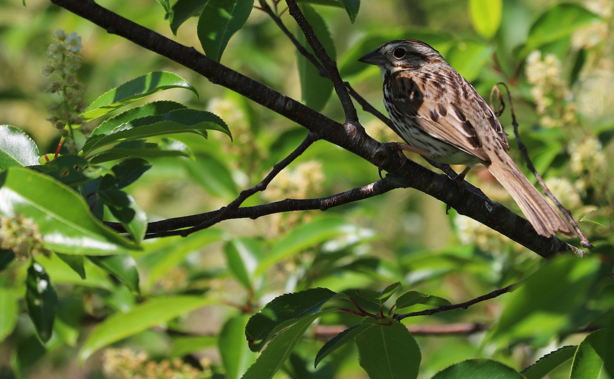 Song Sparrow (melodia/atlantica) - ML618111595