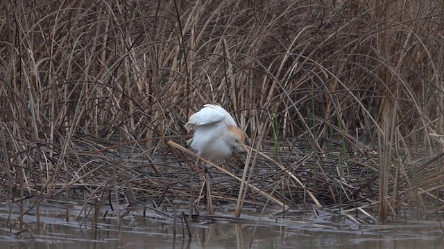 Western Cattle Egret - ML618111598