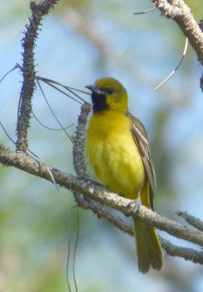 Orchard Oriole - Jim Mott