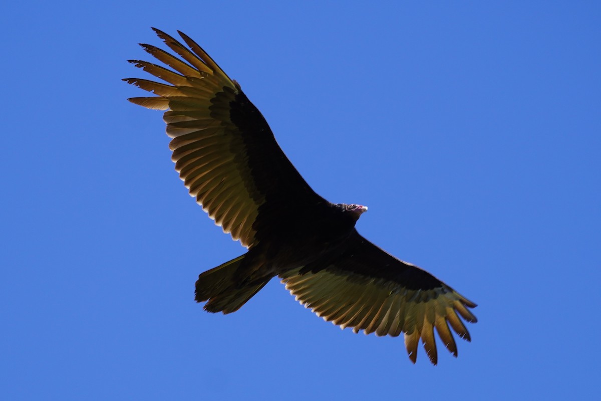 Turkey Vulture - ML618111619