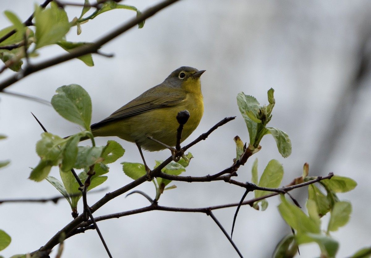 Nashville Warbler - Justin Labadie