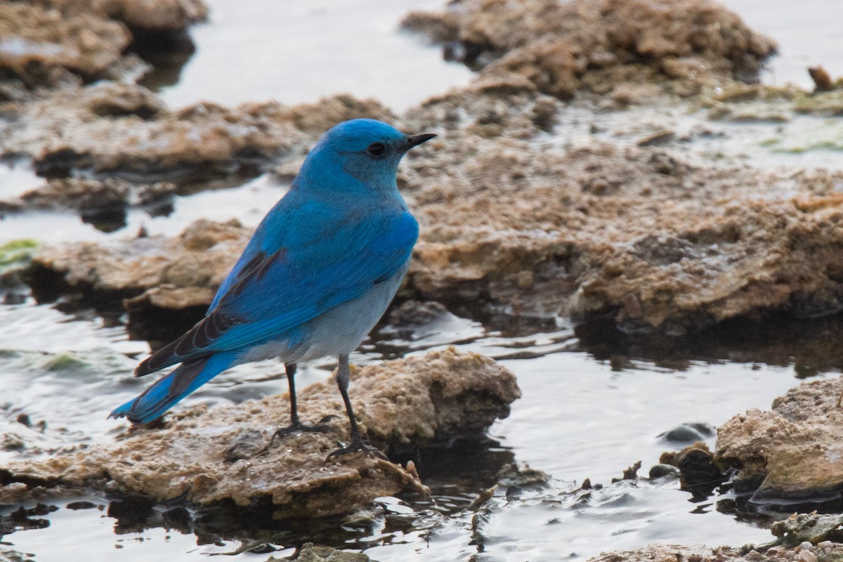 Mountain Bluebird - ML618111653