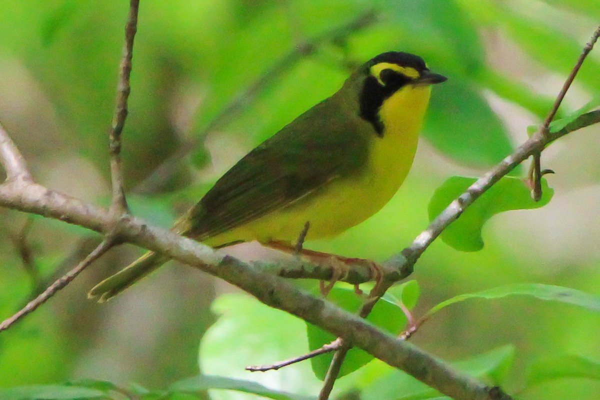 Kentucky Warbler - ML618111656