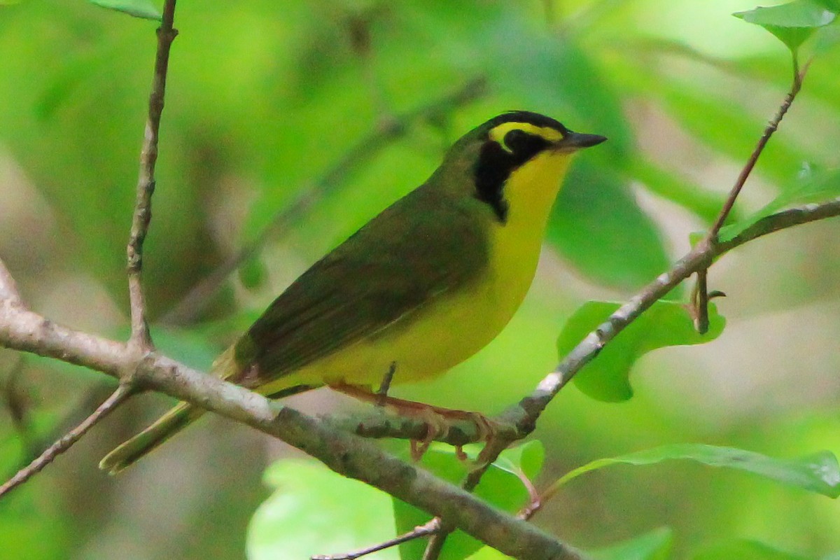 Kentucky Warbler - ML618111657