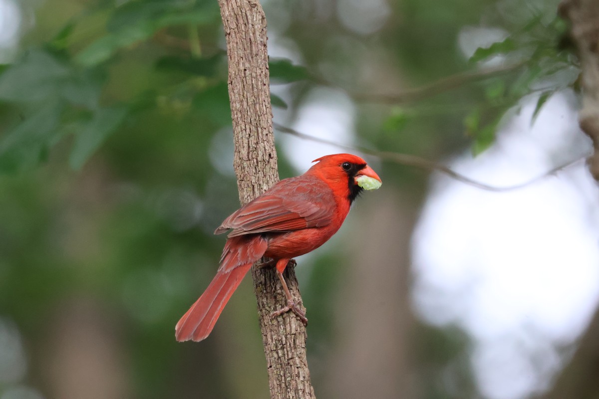 Northern Cardinal - Julia Nadeau Gneckow