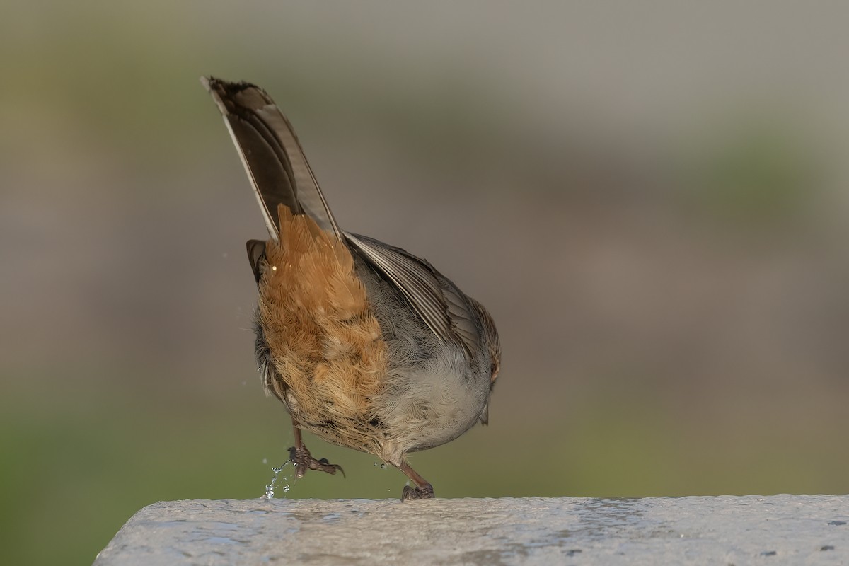 California Towhee - Ted Keyel