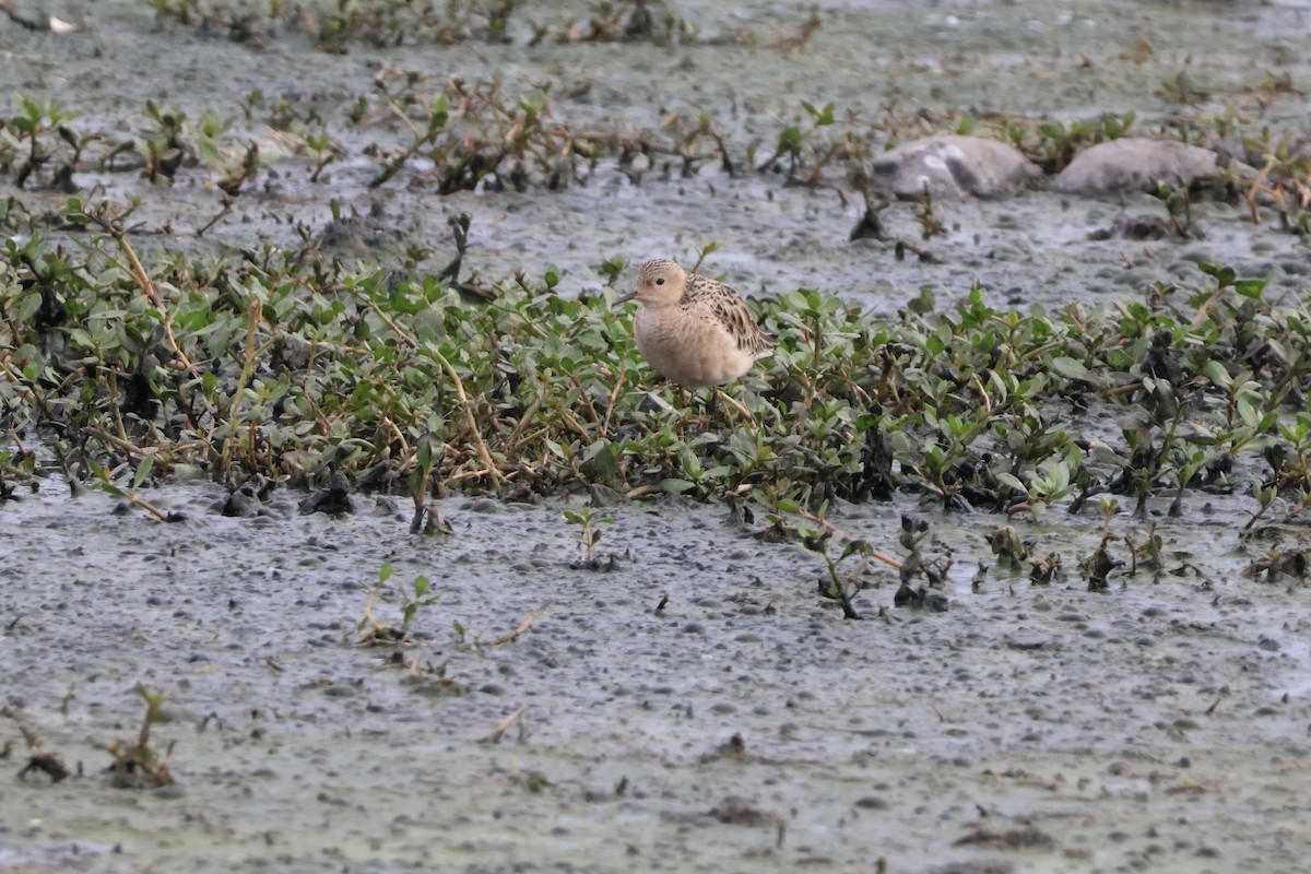 Buff-breasted Sandpiper - Julia Nadeau Gneckow