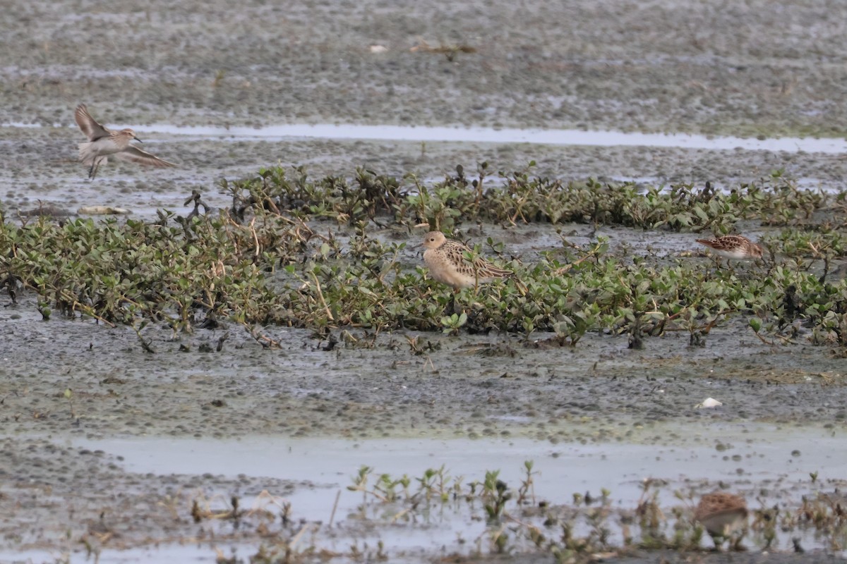 Buff-breasted Sandpiper - ML618111696