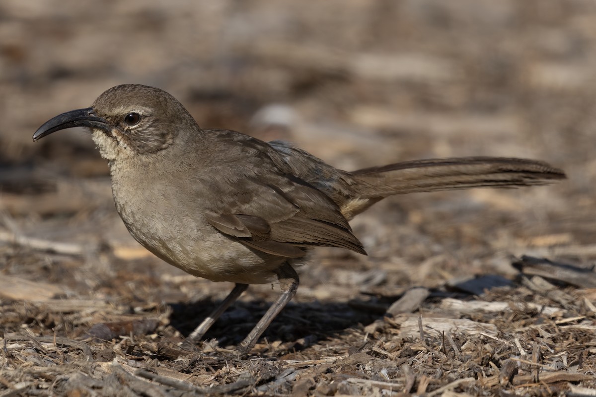 California Thrasher - Ted Keyel